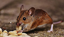 24 Hour & Emergency Exterminators in Wetumpka, AL